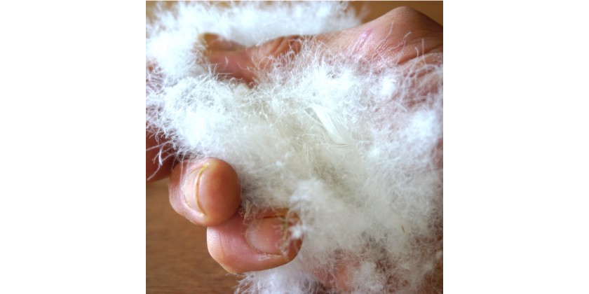Dry Treated Down